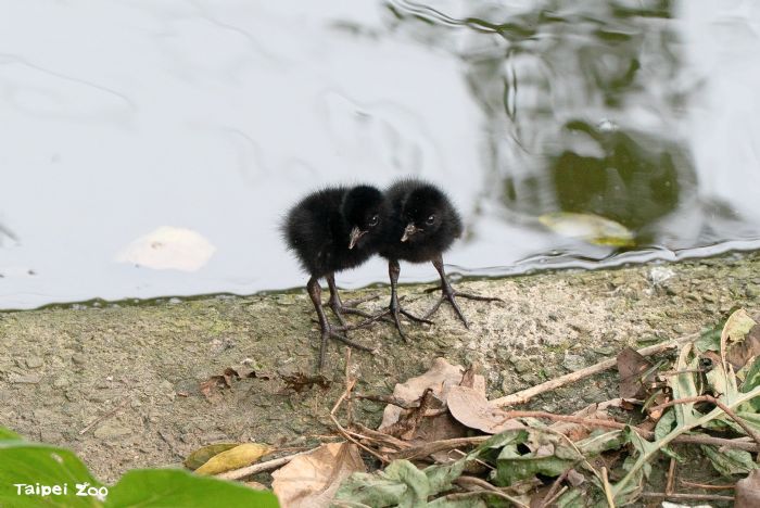 春末限定萌景登場！臺北市立動物園鳥寶寶陸續現身，水邊草叢充滿生命力